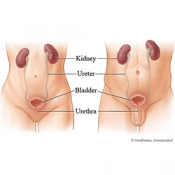 Bladder and Urinary Tract Support